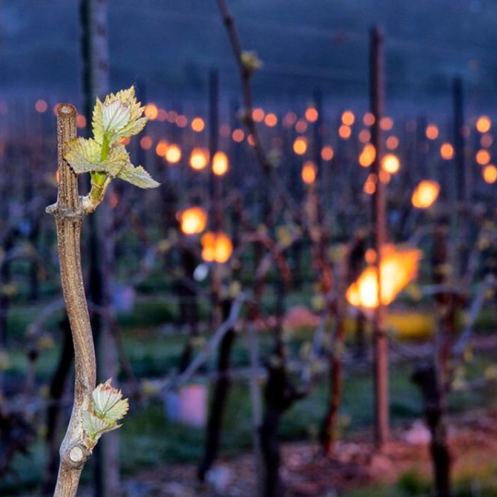 Bougies in English Vineyard