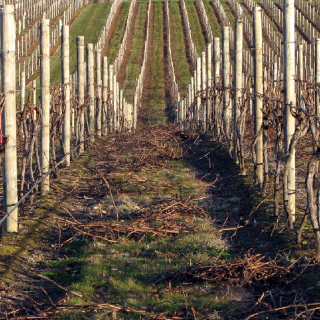 Suitable for All: Pruning Strategy and Practical Training (South West)