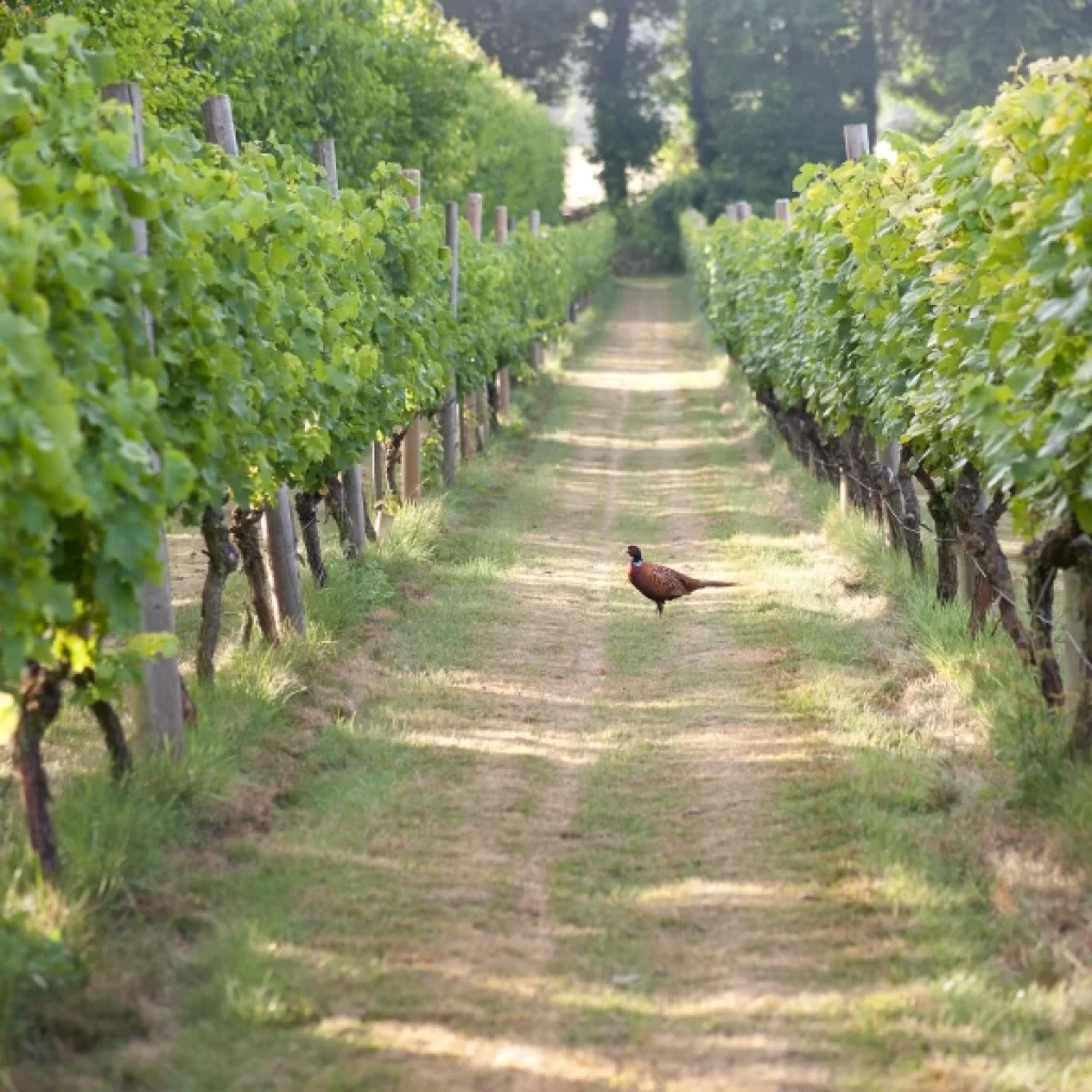 Danbury Vineyard Sid the pheasant