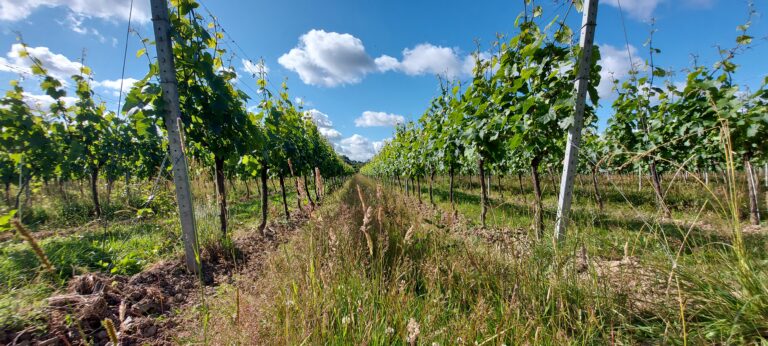 cover crops